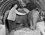 elephant-2t.jpg