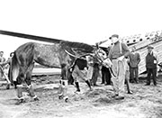 racehorse-3t.jpg